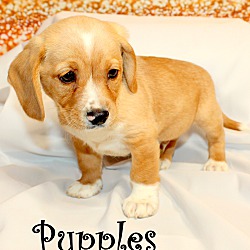 Thumbnail photo of Pupples~adopted! #1