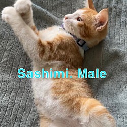 Thumbnail photo of Sashimi  #1
