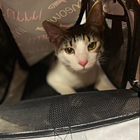 adopt a pet