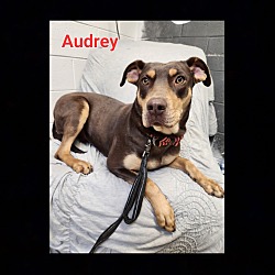 Photo of Audrey