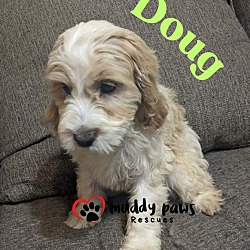 Thumbnail photo of Doug - Dirty Dawg Litter #3