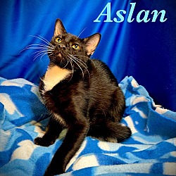 Thumbnail photo of Aslan #2