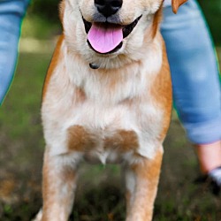 Thumbnail photo of PUPPY ACE  HAPPY BOY #1