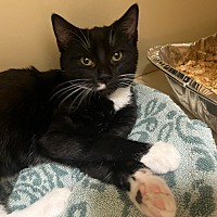 adopt a pet