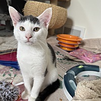 adopt-pet