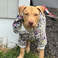 adopt a pet