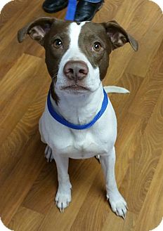 Lisbon Oh German Shorthaired Pointer Meet Willis A Pet For