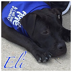 Thumbnail photo of Eli #1