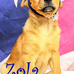 Thumbnail photo of Zola~adopted! #1