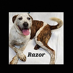 Thumbnail photo of Razor #1