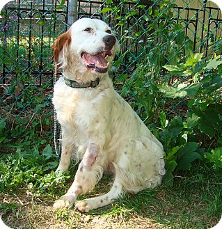 english setter rescue mn