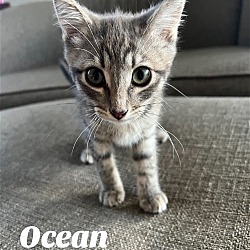 Photo of Ocean