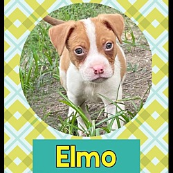 Photo of ELMO