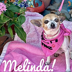 Thumbnail photo of Melinda #1