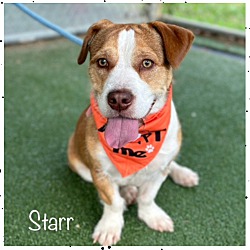 Thumbnail photo of STARR #3