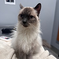 adopt a pet