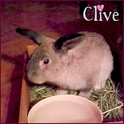 Thumbnail photo of Clive #1