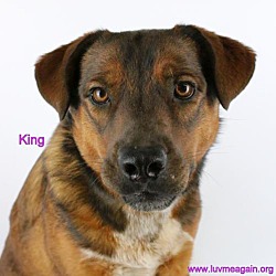 Photo of King - Needs Foster