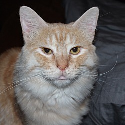 Thumbnail photo of Simba #1