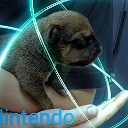 Thumbnail photo of Nintendo #4