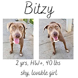 Photo of Bitzy