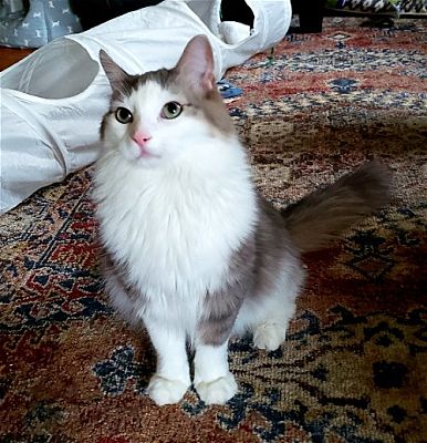 Carthage, Ms - Maine Coon. Meet Oh - Precious (mcr) A Pet For Adoption 