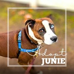 Thumbnail photo of Junie #2