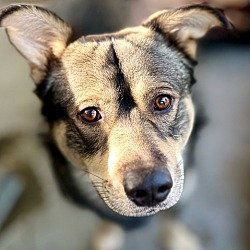 son vallhund hipoalergenicos