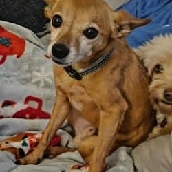 Thumbnail photo of Holly AND Boo - BONDED POODLE & DOXIE-CHIHUAHUA #3