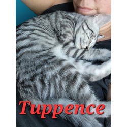 Thumbnail photo of Tuppence #2