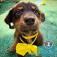 adopt a pet