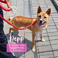 adopt-pet