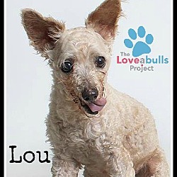 Thumbnail photo of Lou #2