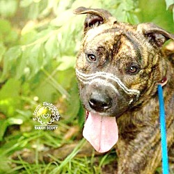 Thumbnail photo of Renner - ADOPTED! #3