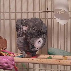 Thumbnail photo of Special Needs African Grey . #3