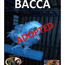 Thumbnail photo of Bacca The African Grey #1