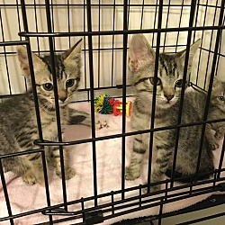 Thumbnail photo of Cardboard Box kittens #3