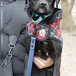 Thumbnail photo of Jagger - Ukrainian Rescue #3