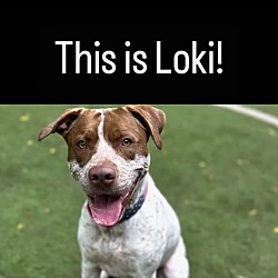 Thumbnail photo of Loki #2