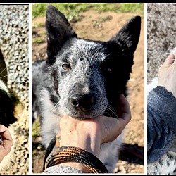 Thumbnail photo of Blue Heeler pups #1