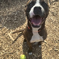adopt a pet