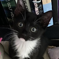 adopt a pet