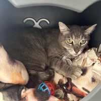 adopt a pet