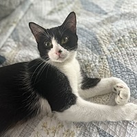 adopt-pet
