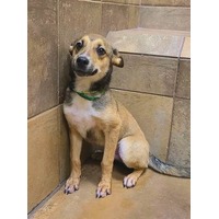 adopt-pet