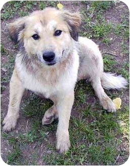 Santa Fe Nm Golden Retriever Meet Brooklyn A Pet For Adoption