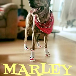 Thumbnail photo of Marley #2