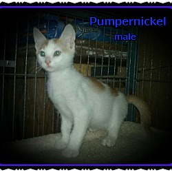 Thumbnail photo of Pumpernickel #1