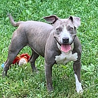 adopt a pet