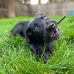 Thumbnail photo of Finn - Sweet Pup! #1